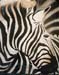 zebra-te