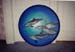 circle dolphins